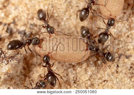 Ants And Formic Eggs In Nature. Macro