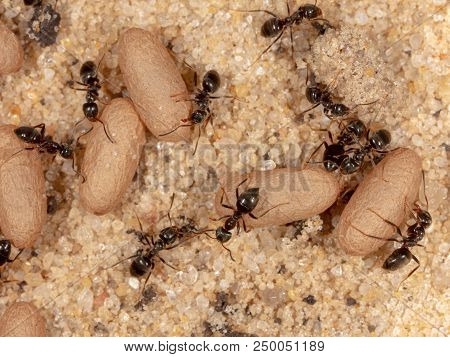 Ants And Formic Eggs In Nature. Macro