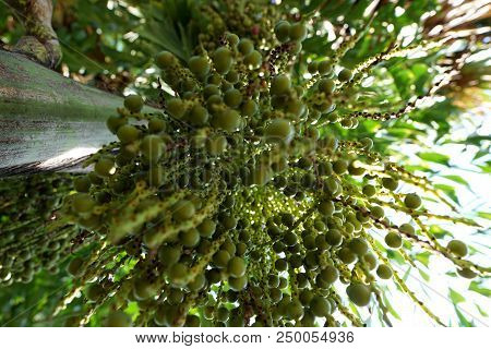 Looking Up, Inflorescence Of Areca Nut Palm Or Betel Nuts (supari Plant,tamil Nadu,arecaceae, Thekka