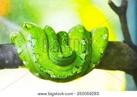 Green Python On The Branches Of Trees In The Jungle
