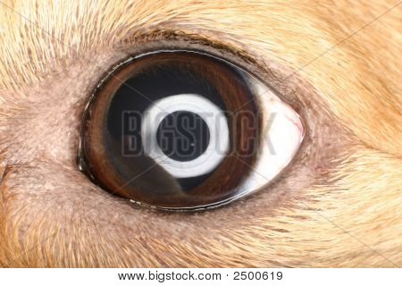 Ojo de un perro