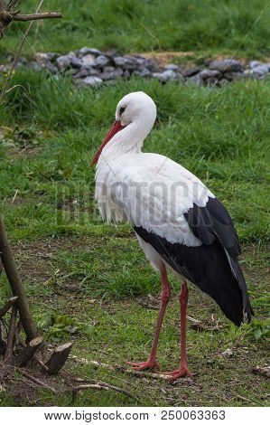 Nicee Adult Stork In Its Natural Habitat