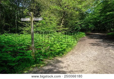 Wooden Signpost In A Patch Of Ferns Beside A Forest Path.  Shot In Essex, Uk.