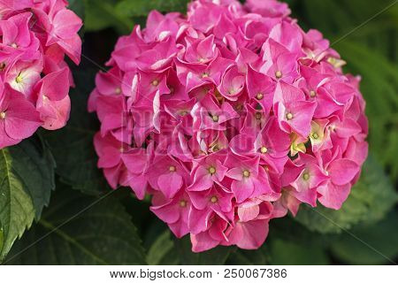 Hortense, A Pink Blooming Hydrangea Bush. House Plants.