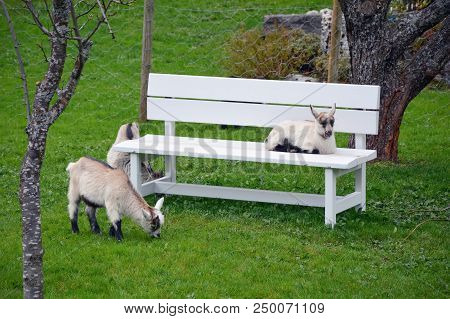 Bench And Sheep On A Green Pasture - Flam Norway Spring