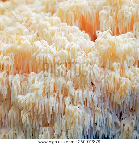 Hericium Erinaceus Fungus Known As The Lion`s Mane Or Bearded Hedgehog Mushroom