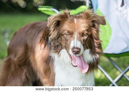 Portrait Of Border Collie On A Walk And Fresbee Dog Training In Belgium