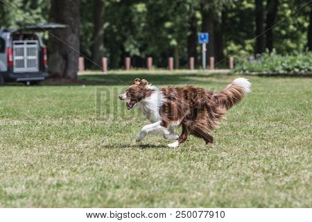 Portrait Of Border Collie On A Walk And Fresbee Dog Training In Belgium