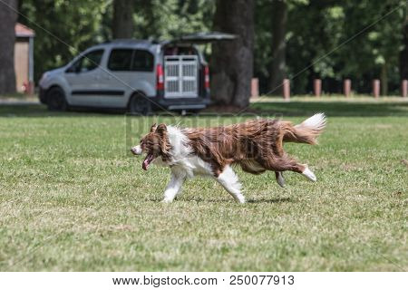 Portrait Of Border Collie On A Walk And Fresbee Dog Training In Belgium