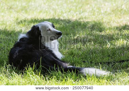 Portrait Of Border Collie On A Walk And Fresbee Dog Training In Belgium
