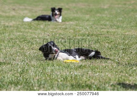 Portrait Of Border Collie On A Walk And Fresbee Dog Training In Belgium