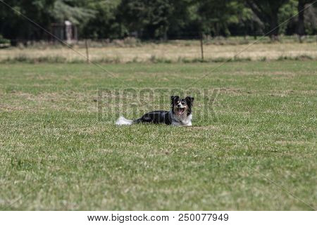 Portrait Of Border Collie On A Walk And Fresbee Dog Training In Belgium