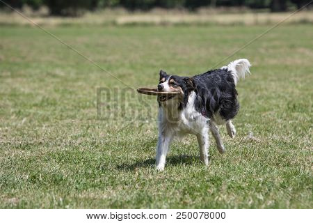 Portrait Of Border Collie On A Walk And Fresbee Dog Training In Belgium