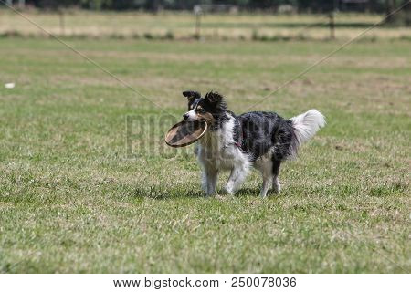 Portrait Of Border Collie On A Walk And Fresbee Dog Training In Belgium