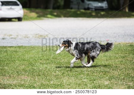 Portrait Of Border Collie On A Walk And Fresbee Dog Training In Belgium