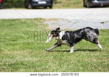 Portrait Of Border Collie On A Walk And Fresbee Dog Training In Belgium
