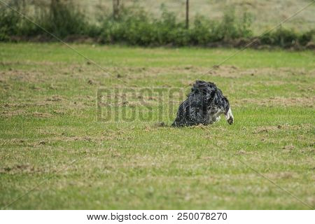 Portrait Of Border Collie On A Walk And Fresbee Dog Training In Belgium