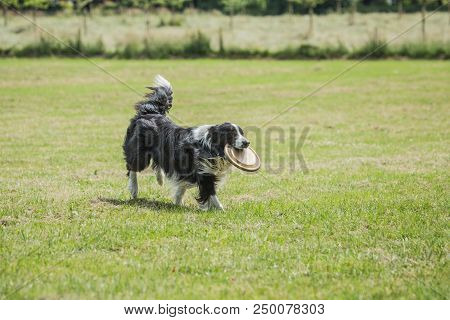 Portrait Of Border Collie On A Walk And Fresbee Dog Training In Belgium
