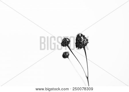 Three Black Flowers On A White Background