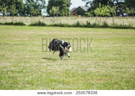 Portrait Of Border Collie On A Walk And Fresbee Dog Training In Belgium