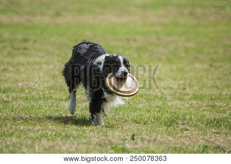 Portrait Of Border Collie On A Walk And Fresbee Dog Training In Belgium