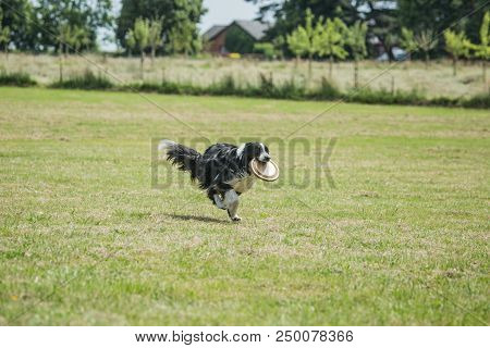 Portrait Of Border Collie On A Walk And Fresbee Dog Training In Belgium