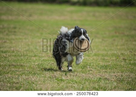 Portrait Of Border Collie On A Walk And Fresbee Dog Training In Belgium