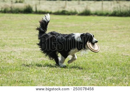 Portrait Of Border Collie On A Walk And Fresbee Dog Training In Belgium