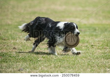 Portrait Of Border Collie On A Walk And Fresbee Dog Training In Belgium