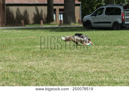 Portrait Of Border Collie On A Walk And Fresbee Dog Training In Belgium