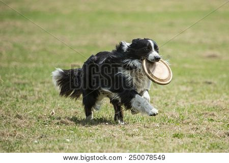 Portrait Of Border Collie On A Walk And Fresbee Dog Training In Belgium