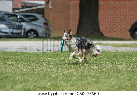 Portrait Of Border Collie On A Walk And Fresbee Dog Training In Belgium