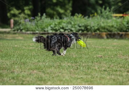 Portrait Of Border Collie On A Walk And Fresbee Dog Training In Belgium