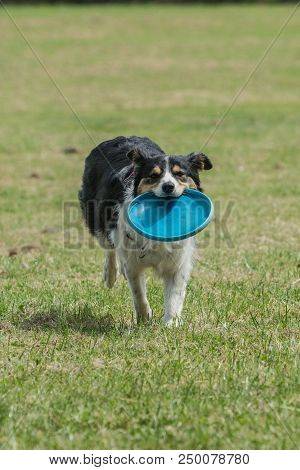 Portrait Of Border Collie On A Walk And Fresbee Dog Training In Belgium