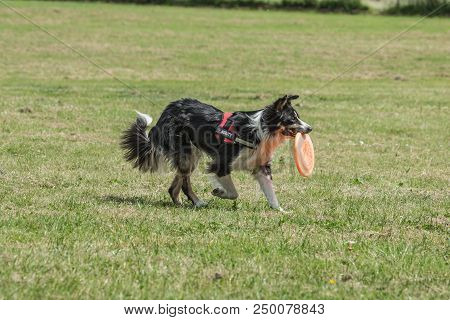 Portrait Of Border Collie On A Walk And Fresbee Dog Training In Belgium