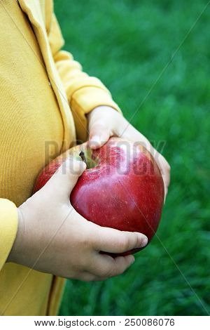 Childs Hands With Big Freshly Harvested Apple. Organic Fruit.