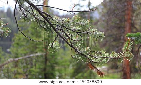 Wet pine tree branches after rain