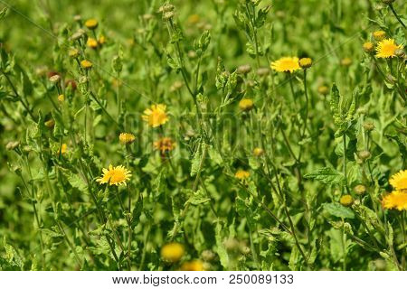 Small Fleabane Yellow Flowers - Latin Name - Pulicaria Vulgaris