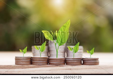 Tree Growing On Coins Stack With Sun Ray For Saving Money Concept
