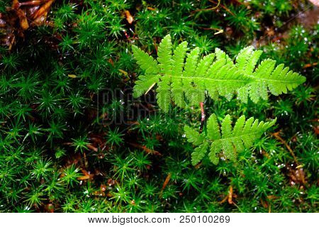 Beautyful Ferns Leaves Green Foliage Natural Floral Fern Background In Sunlight.