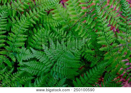 Beautyful Ferns Leaves Green Foliage Natural Floral Fern Background In Sunlight.
