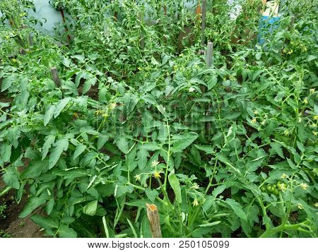 Tomato Blossom In The Greenhouse. Vegetable Garden. Siberian Nature. Buds, Flower Leaves Stems Earth