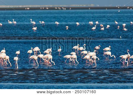 Beautiful Bird Rosy Flamingo In Walvis Bay Reservation, Namibia, Safari Wildlife