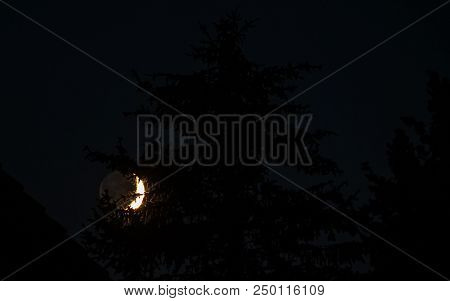 Half Moon Rises Behind Pine Trees At The Night Sky