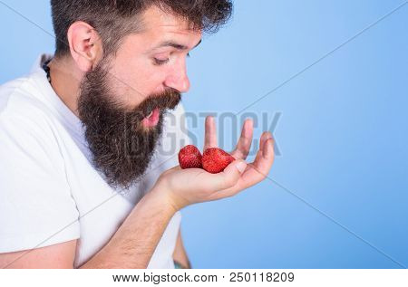 Hipster Bearded Holds Strawberries On Palm. Man Shouting Hungry Greedy Face With Beard Eats Strawber