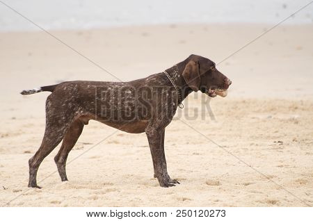 A Dog Is Standing On The Beach With A Ball