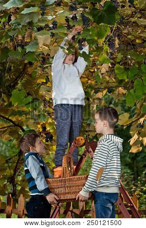 Children Tear Grapes In The Fall