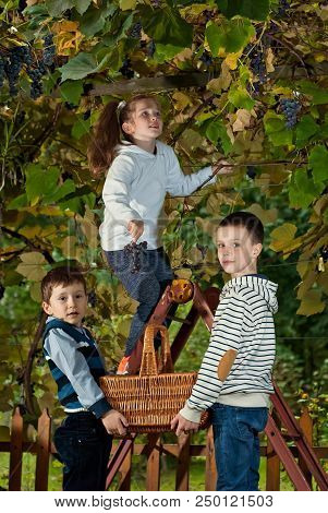 Children Tear Grapes In The Fall