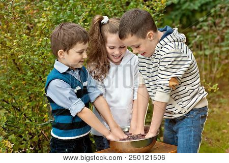 Children Squeeze Grapes With Their Hands