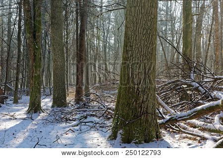 Old Deciduous Forest In Sunny Winter Day